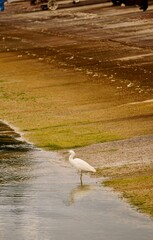 沖縄県宮古島　漁港の風景　鳥