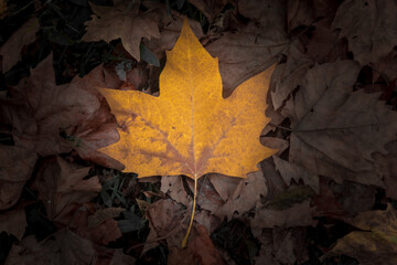 Folha de outono no canadá