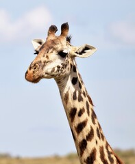 portrait of a giraffe