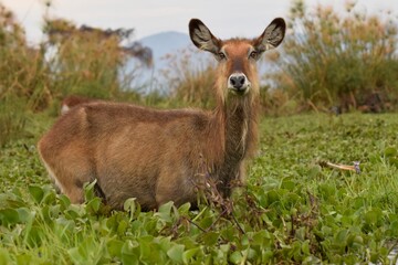 Waterbuck in Crescent Island