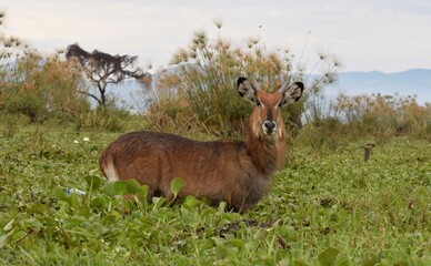 Waterbuck in the lake