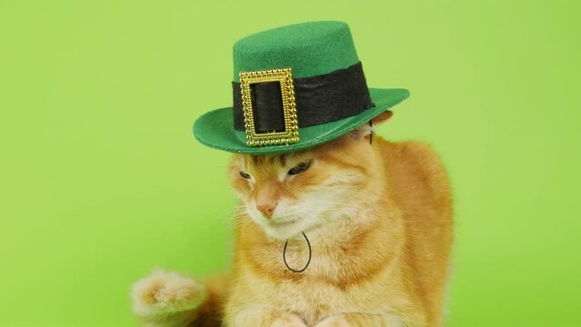 Patrick's Day. Red cat in a leprechaun hat sits on a green background. The cat in Patrick's hat. 4K