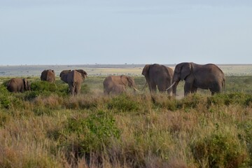 Fototapeta na wymiar herd of elephants in the field