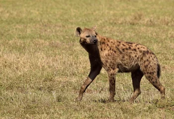 Tuinposter spotted hyena in the savannah © Monika