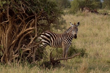 zebra in the wild