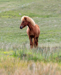 horse at the meadow
