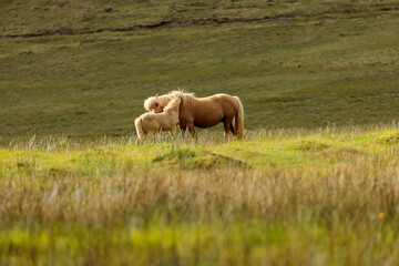 wild horses in Iceland 
