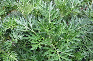 Bitter wormwood (Artemisia absinthium) bush grows in nature