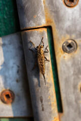 Stringer fly on a metal hinge 