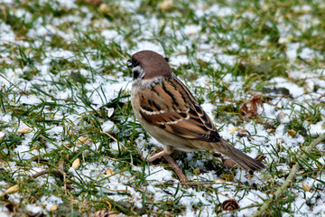 Ein Sperling auf einer mit Schneeresten bedeckten Wiese (Nahaufnahme)