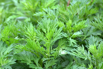 Wormwood (Artemisia vulgaris) grows in nature