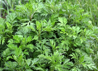 Wormwood (Artemisia vulgaris) grows in nature