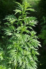 Wormwood (Artemisia vulgaris) grows in nature