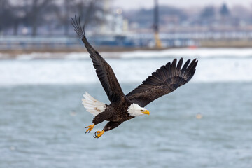 The Bald eagle in flight