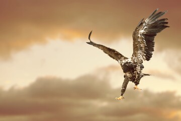 One flying falcon in the nature background in the sunset time