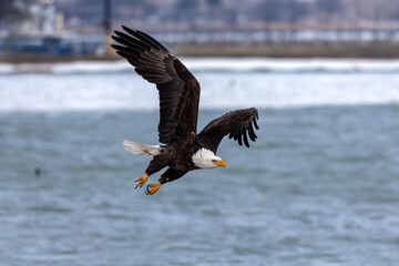 The Bald eagle in flight