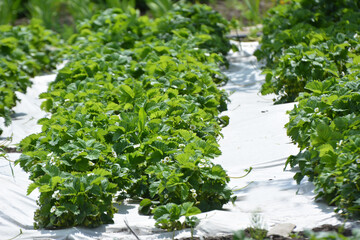 Growing strawberries using white agrofiber