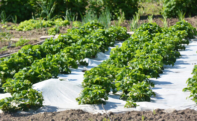 Growing strawberries using white agrofiber