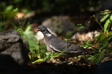 common wood pigeon, common woodpigeon, columba palumbus