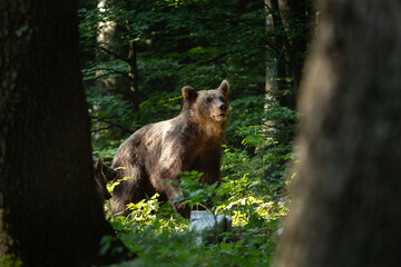 Brown bear in the forest. Bear family in Slovenia wood. European nature.  