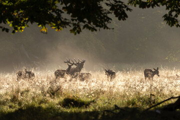 Red deer during rutting time. Autumn in the European nature. Herd of deer on the meadow. 