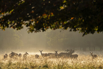 Red deer during rutting time. Autumn in the European nature. Herd of deer on the meadow. 