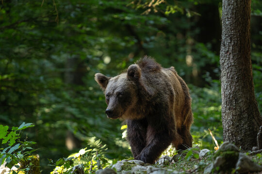 Brown bear in the forest. Bear family in Slovenia wood. European nature.  