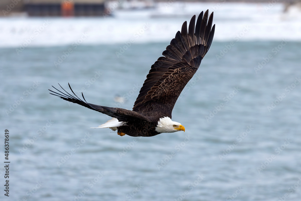 Canvas Prints The Bald eagle (Haliaeetus leucocephalus) in flight