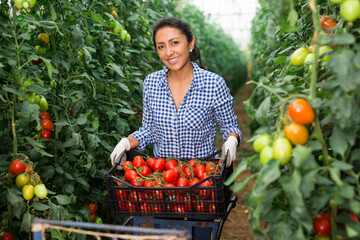 Positive latino woman harvesting fresh red tomatoes in greenhouse