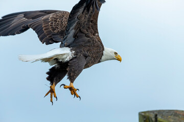 The Bald eagle in flight