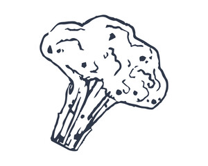 Broccoli isolated on white background. Hand drawing. Flat vector illustration. Eps 10