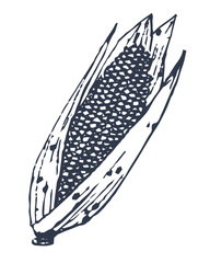 Corn isolated on white background. Hand drawing. Flat vector illustration. Eps 10