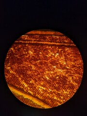 microscopic photo of arranged scales on the wing of butterfly