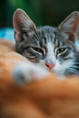 Grey white kitten looking at the camera with sleepy eyes. Tired furry fluffy baby cat in front of an orange tabby. High quality photo