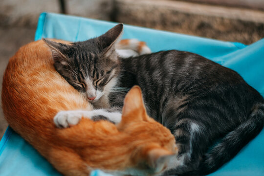 Two cute kittens sleeping on each other. Brother and sister cat sleeping together in summer. Sweet animals moments. High quality photo