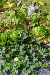 Cultures associées de légumes : choux chinois, melons, concombres, dans un potager familial