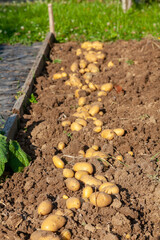 Récolte de pomme de terre au potager familial - rang de pomme de terre séchant au  soleil sur la...