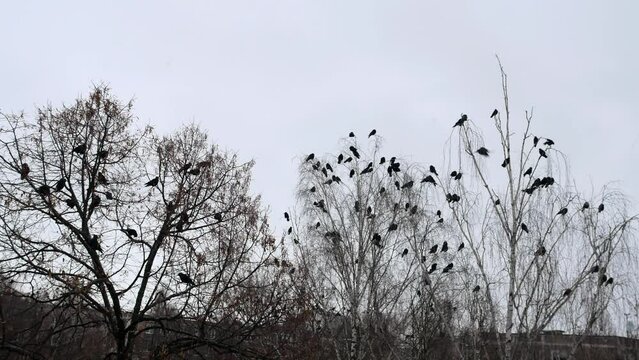 A flock of crows sitting on the tops of trees in early spring. Lots of birds on trees without leaves. The rooks gathered at the top of the winter tree to spend the night.