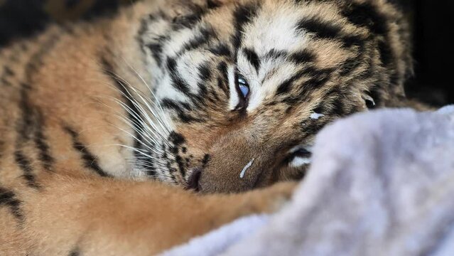 Headshot portrait of cute tiger cub sleeping with eyes half open, furry head and adorable expression, 4k slow motion footage.