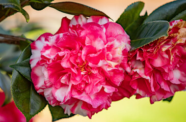 Summer Petals in Pink