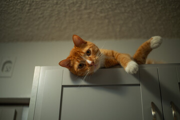 Cute orange cat staring in the camera