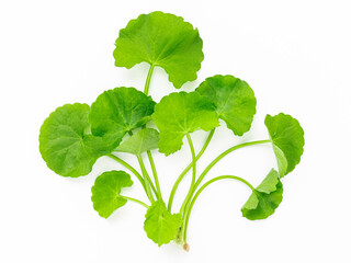 Close up centella asiatica leaves isolated on white background top view.