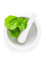 Close up centella asiatica leaves with white mortar isolated on white background top view.