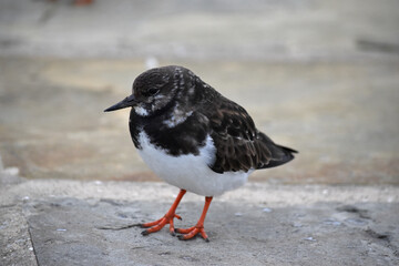Ruddy turnstone