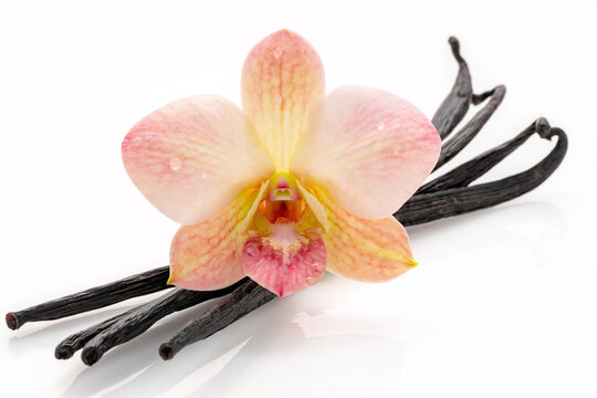 Dried vanilla sticks and orchid flower isolated on white background.
