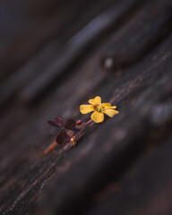 yellow flower on black background