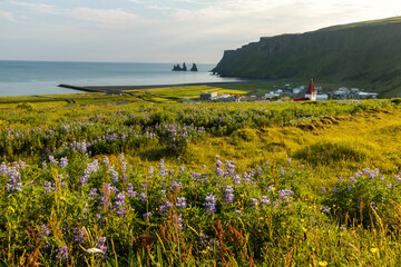 landscape with lupins in iceland