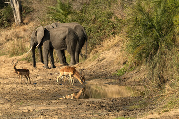 Elephants & impalas drinking from the Sand River;  Londolozi;  South Africa