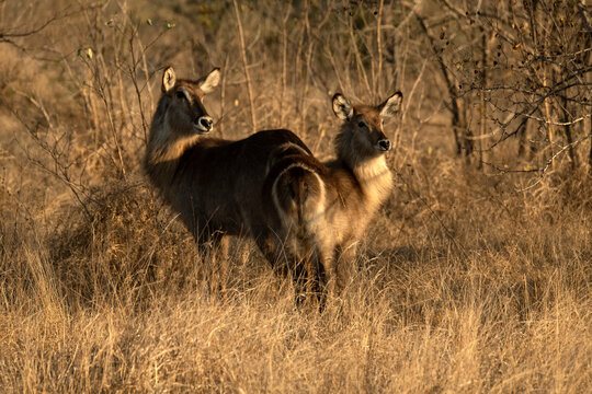 Waterbucks (Kobus ellipsiprymnus) in the low veldt;  Londolozi;  South Africa