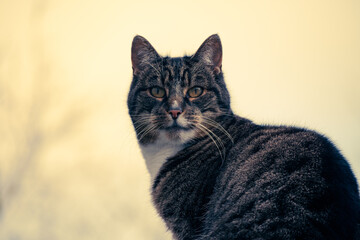 cat in orange